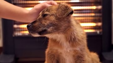 αδεσποτΑ_σκυλος_ilovepatrida