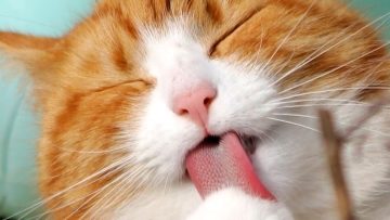 γατα_ilovepatrida