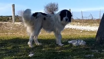 σκυλος_ΚΑΤΟΙΚΙΔΙΑ_ILOVEPATRIDA