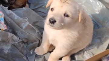 σκυλος_κουταβι_ILOVEPATRIDA