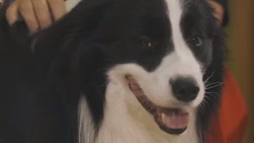 σκυλοσ_ILOVEPATRIDA