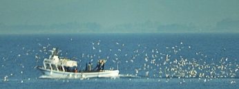 ψαροκαικο_ψαρεμα_καικι_ilovepatrida