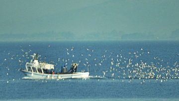 ψαροκαικο_ψαρεμα_καικι_ilovepatrida