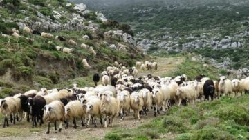 ΠΡΟΒΑΤΑ ΚΤΗΝΟΤΡΟΦΙΑ ΒΟΣΚΗ ΕΞΟΧΗ ΑΓΡΟΤΙΚΑ
