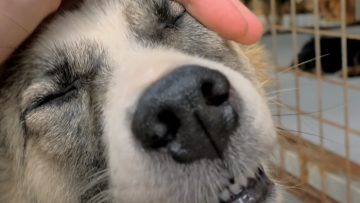 σκυλος_ilovepatrida