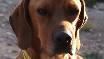 σκυλος_ilovepatrida