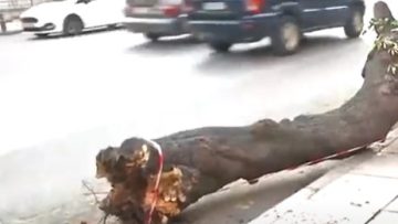 πτωση δεντρου κακοκαιρια