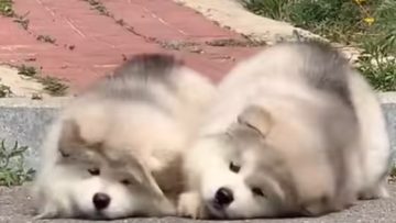 Σκυλια_ilovepatrida