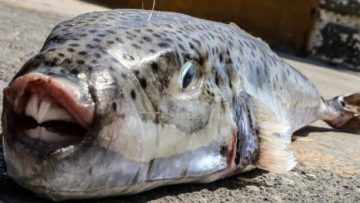 λαγοκέφαλω_ILOVEPATRIDA