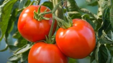 ντομάτες_ilovepatrida