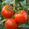 ντομάτες_ilovepatrida