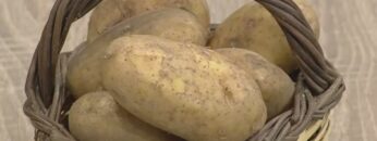 Πατάτα_Νάξου_ILOVEPATRIDA