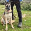 αστυνομικος_σκυλος_ilovepatrida