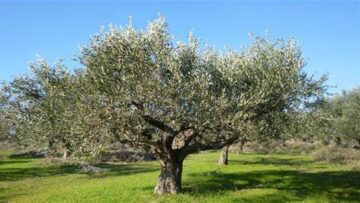 ελιες καλλιεργια αγροτικα