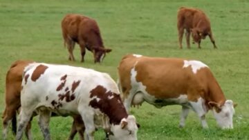 ΑΓΕΛΑΔΕς ΒΌΣΚΟΥΝ ΛΙΒΑΔΙ