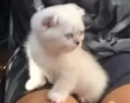 ΓΑΤΑΚΙ_ΛΕΥΚΟ_ilovepatrida