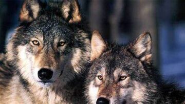 Λύκοι_ΛΥΚΟς_ilovepatrida