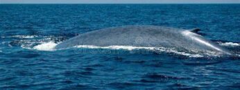 φάλαινα_ilovepatrida