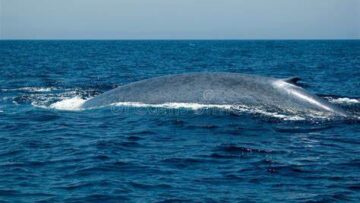 φάλαινα_ilovepatrida