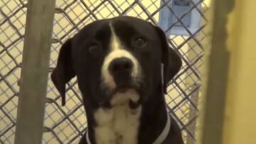 σκυλος_ilovepatrida