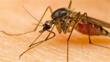 κουνούπια_ilovepatrida