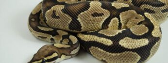 πυθωνας_φιδι_ilovepatrida