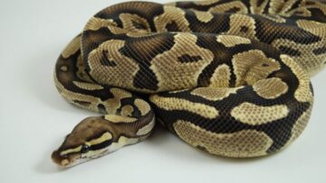 πυθωνας_φιδι_ilovepatrida