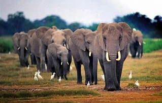 ελέφαντες_ilovepatrida