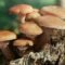 άγρια_μανιτάρια_ilovepatrida
