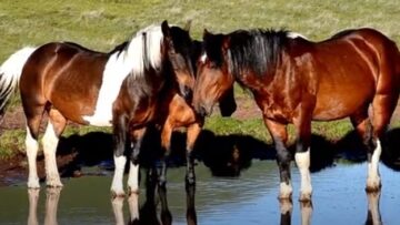 αλογα_αμερικανικα_ilovepatrida