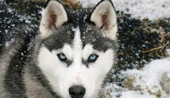 ΧΑΣΚΙ_ΣΚΥΛΟΣ_ilovepatrida