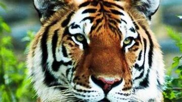 τίγρη_ilovepatrida