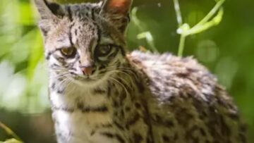 τιγρογαλή ΝΕΟ ΕΙΔΟς ΓΑΤΑ ΤΙΓΡΗ