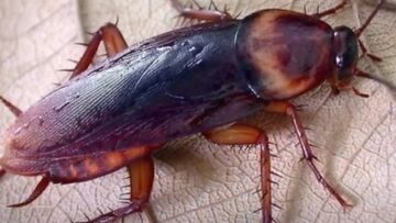 κατσαριδεσ