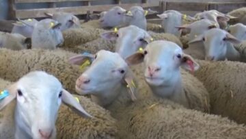 ΚΤΗΝΟΤΡΟΦΙΑ_ΠΡΟΒΑΤΑ_ΜΑΝΤΡΙ_ΣΤΑΝΗ_ilovepatrida