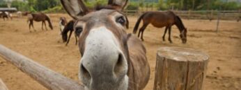 γαιδουρι_ilovepatrida