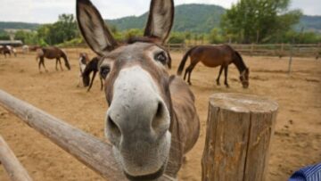 γαιδουρι_ilovepatrida