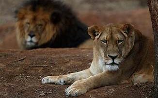 Λιοντάρι_ilovepatrida