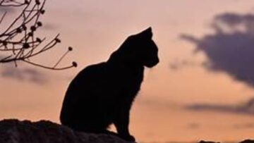 γατα_ilovepatrida