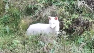 ΛΕΥΚΟ_ΤΣΑΚΑΛΙ_ΠΕΛΟΠΟΝΝΗΣΟΣ_ilovepatrida