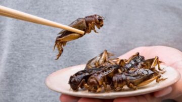 ΕΝΤΟΜΑ_ilovepatrida