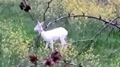 ΖΑΡΚΑΔΙ_ΑΛΜΠΙΝΟ_ilovepatrida