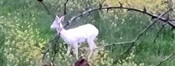 ΖΑΡΚΑΔΙ_ΑΛΜΠΙΝΟ_ilovepatrida