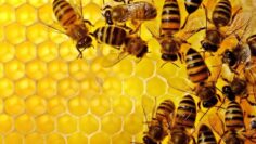 ΜΕΛΙΣΣΕς_ilovepatrida