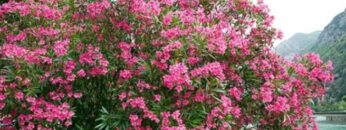 Πικροδάφνη_ilovepatrida