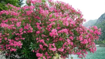 Πικροδάφνη_ilovepatrida