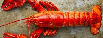 αστακος_ilovepatrida