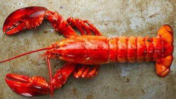 αστακος_ilovepatrida