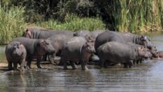 ιπποπόταμους_ilovepatrida