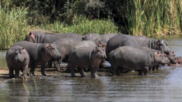 ιπποπόταμους_ilovepatrida